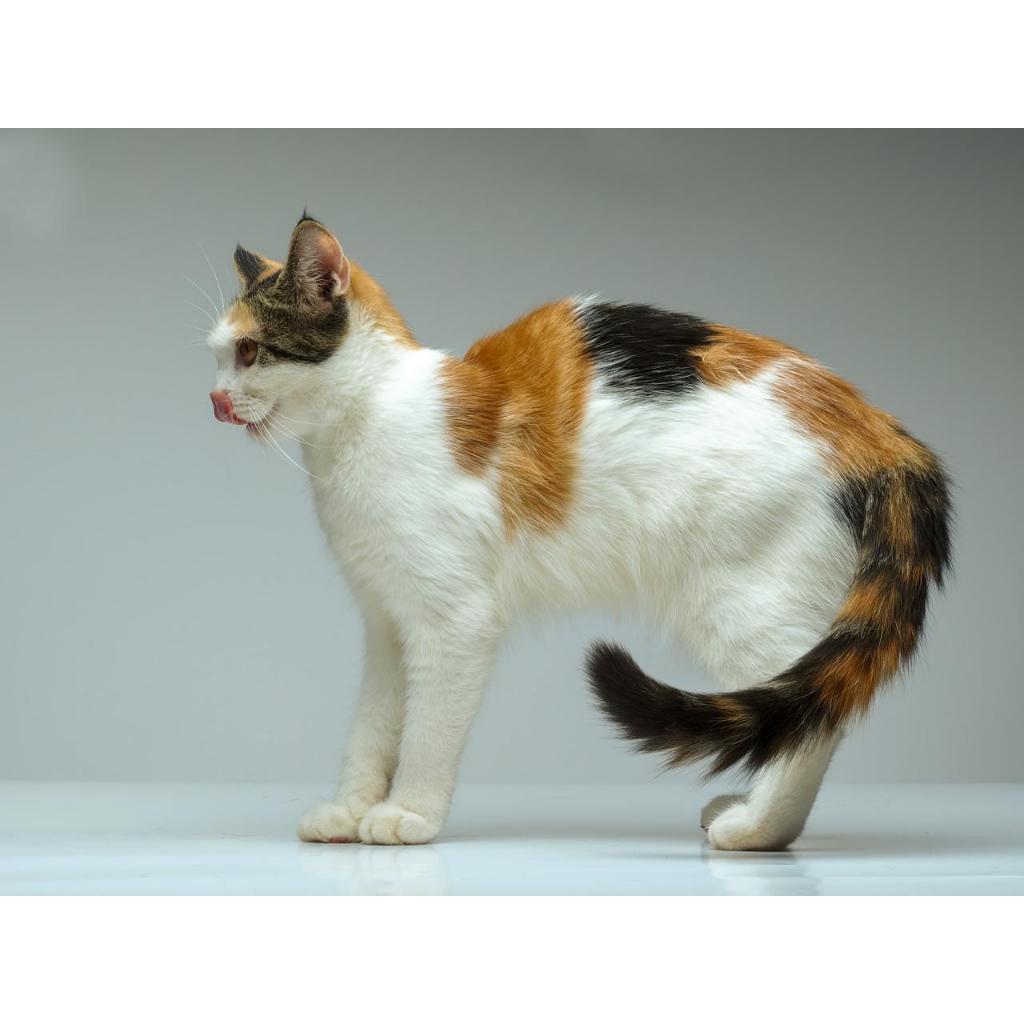 Kucing Mainecoon mix British (Oyen Tricolor) - Menggemaskan