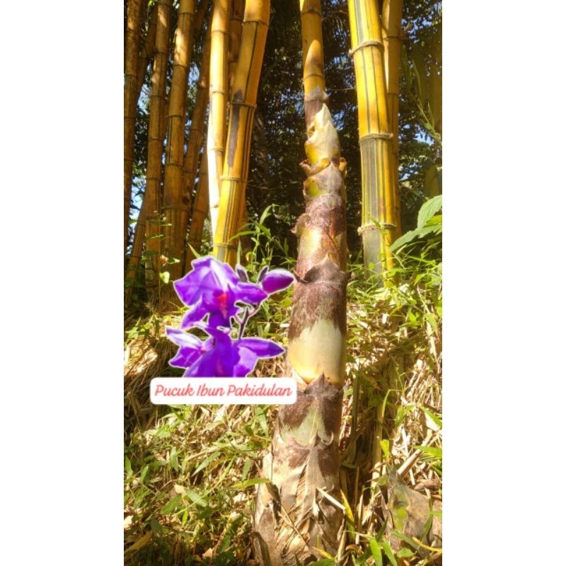 

rebung bambu kuning herbal