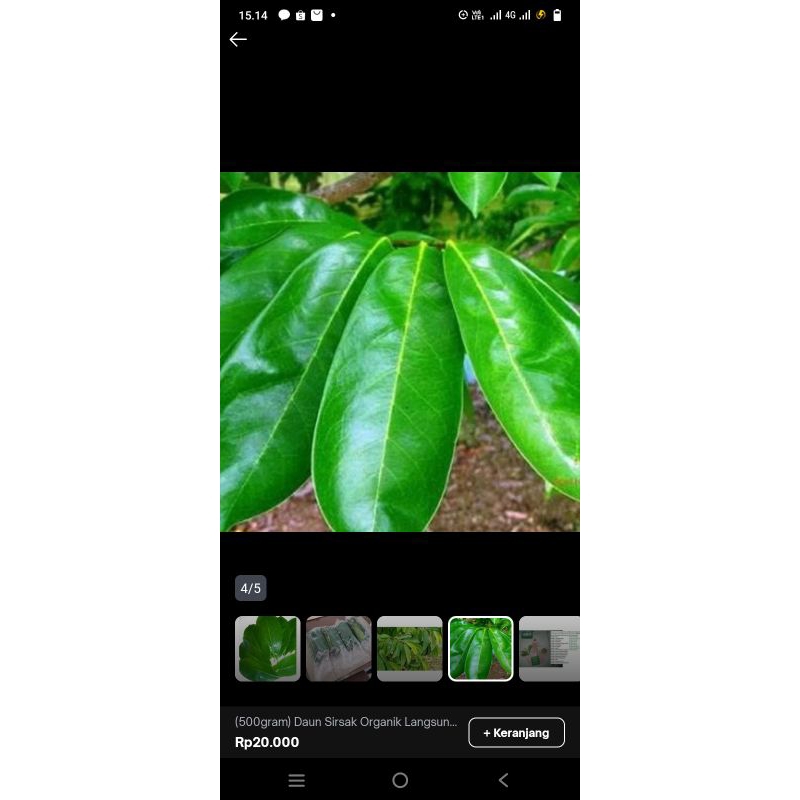 

Promo daun sirsak segar daun nangka walanda 500gr