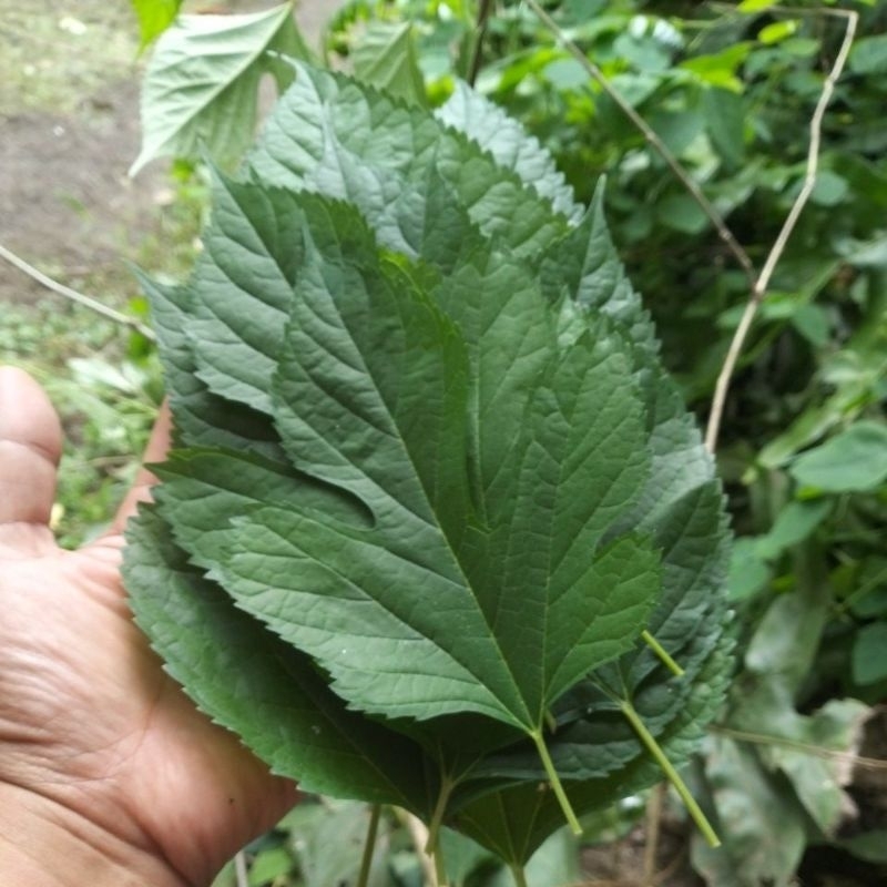 

100gram Daun Murbei Mulberri segar