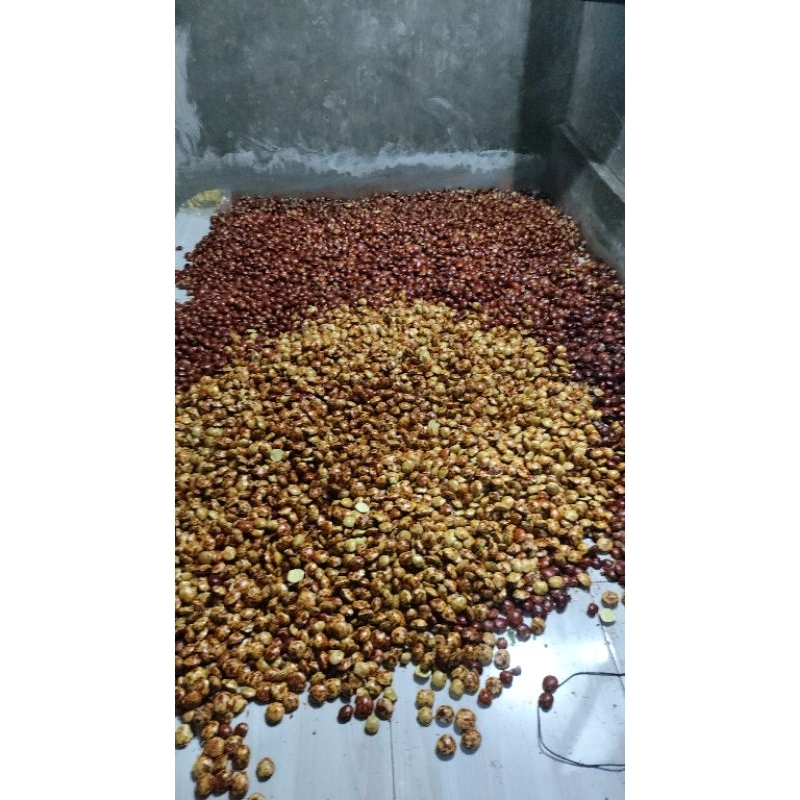 

jengkol 1 kg asli banten