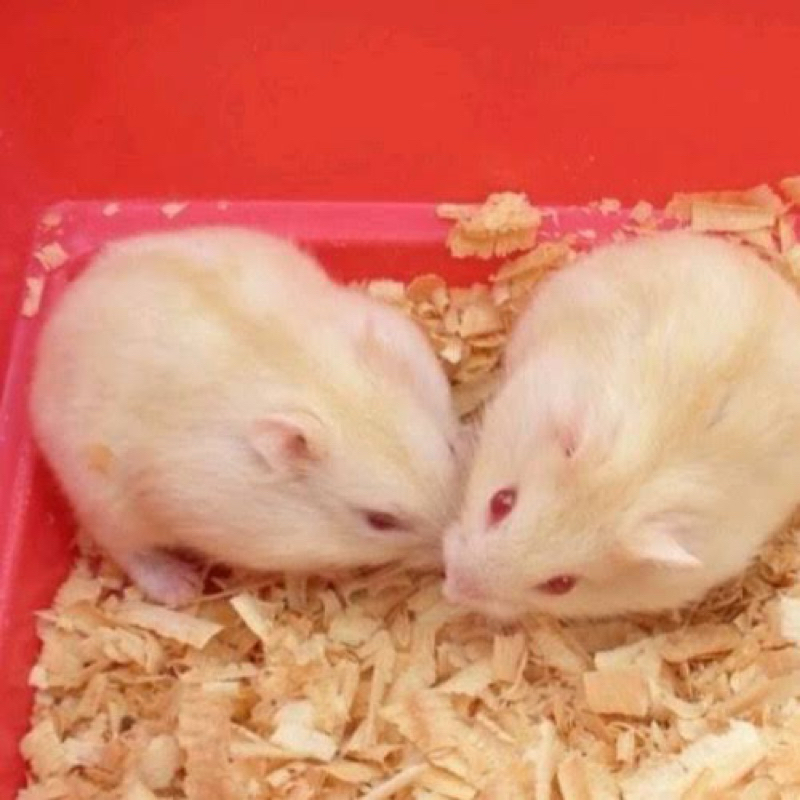 Hamster Winter White Golden Red Eye Anakan