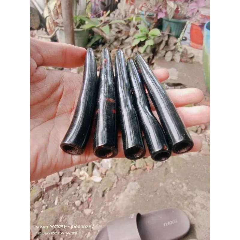 Once akar Bahar Sadi asli istimewa