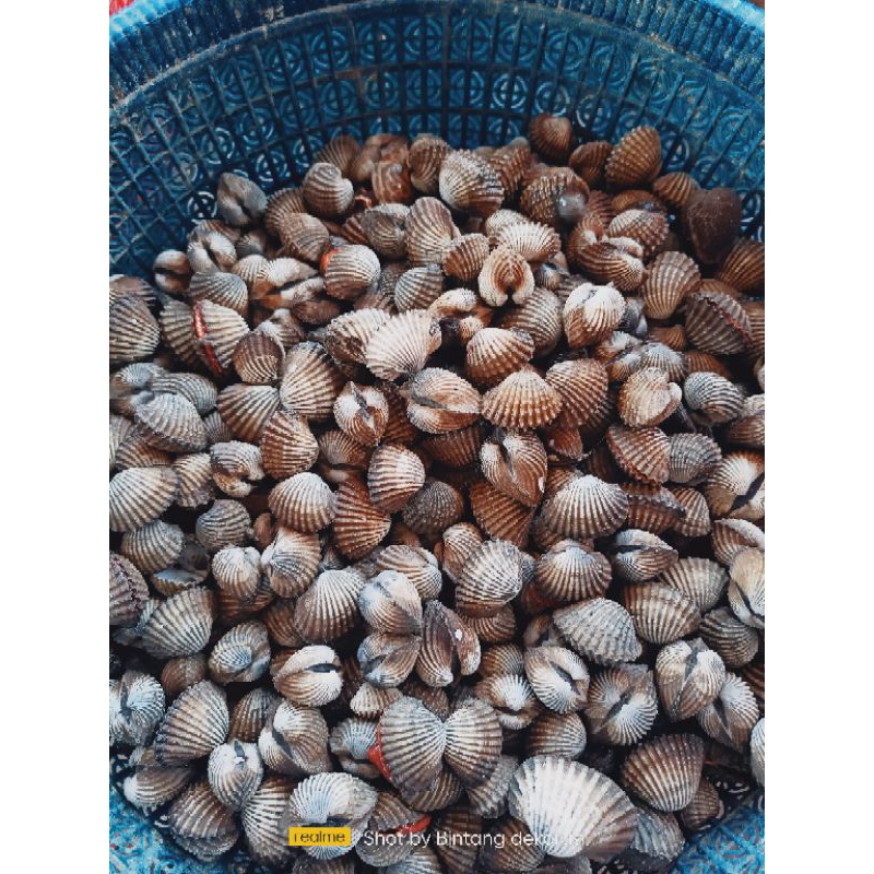 

KERANG DARA SEGAR