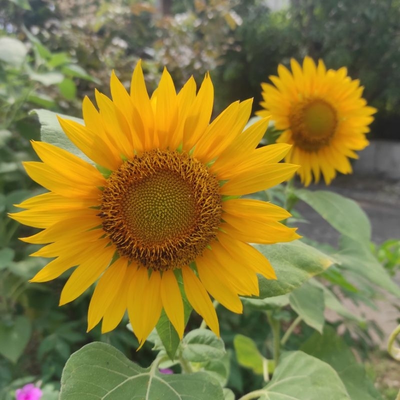 Biji Bunga Matahari - Sunflower - Bibit Biji Bunga Matahari