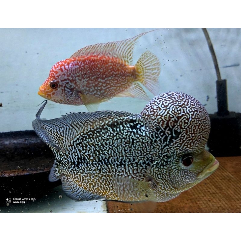 burayak louhan cencu gen GB cilnong 2-3cm