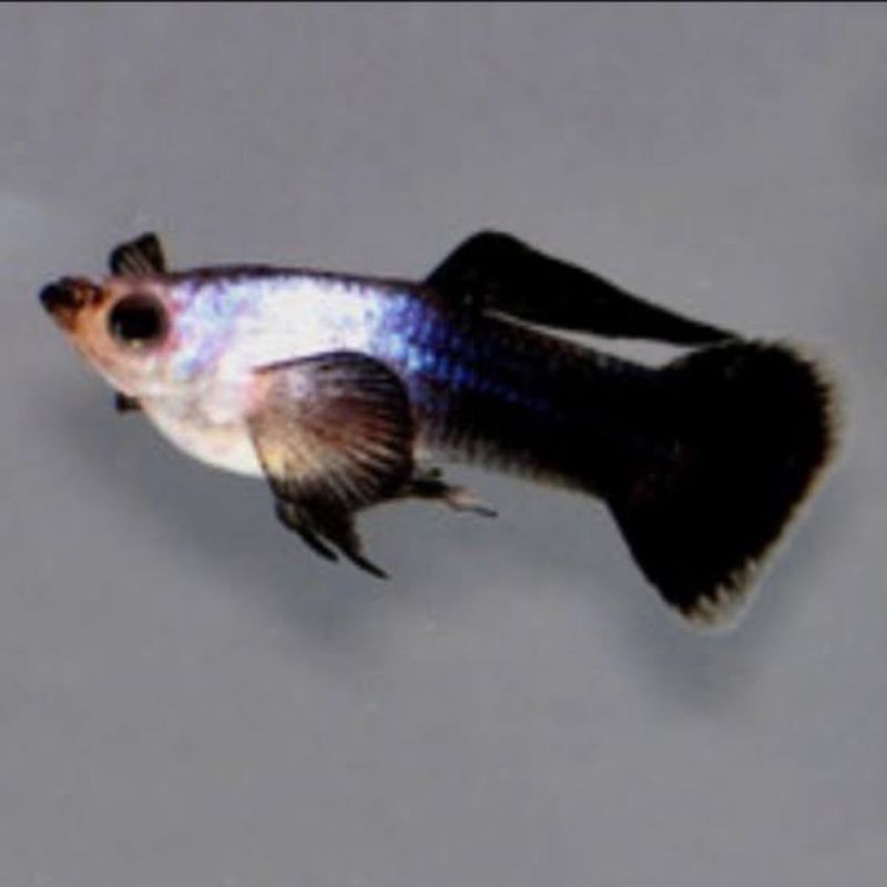 guppy mini panda indukan