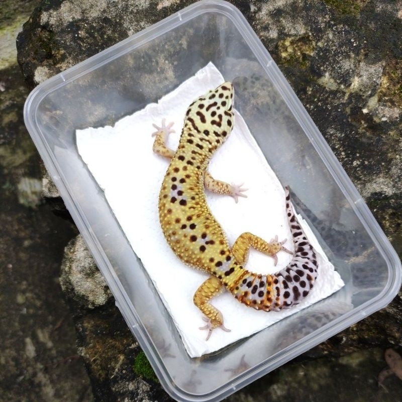 MAINAN ANAK GECKO DEWASA_BLACK NIGHT CROSS HET TREMPER POSS GIANT