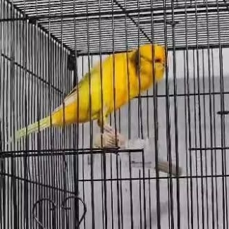 sepasang Ys tkf 24 cs Rasmi 24 siap produksi