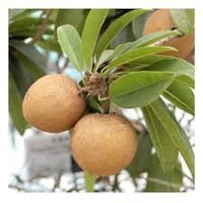 Bibit Sawo Manila Jumbo