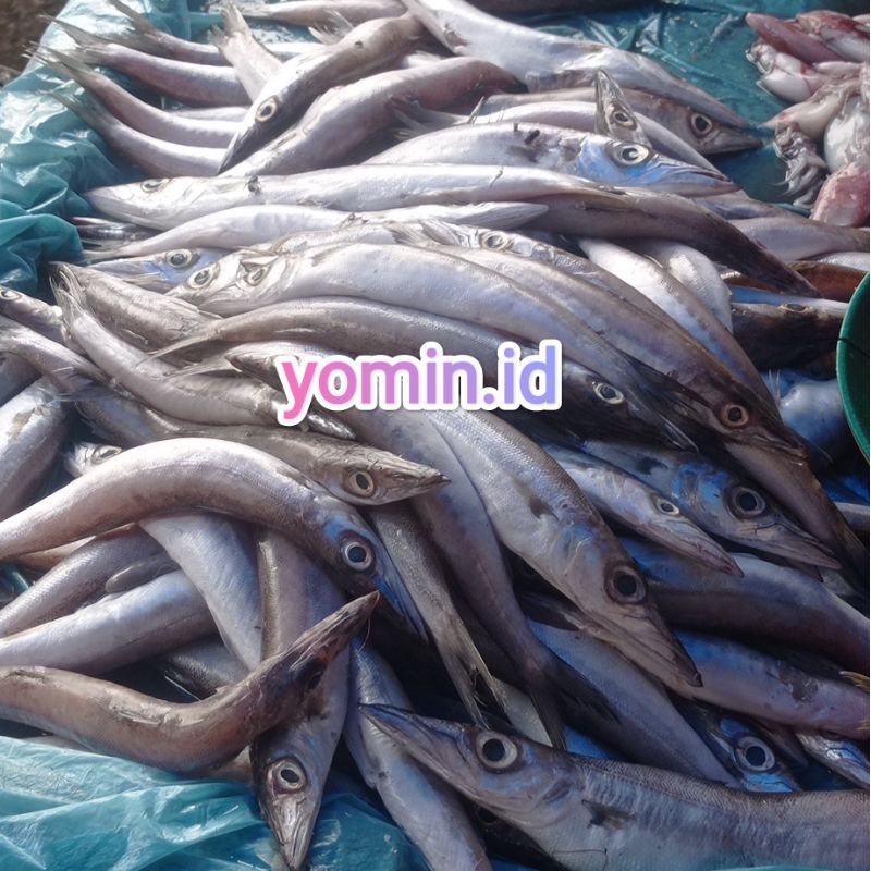

Ikan Cucut/ Alo-Alo Mentah Bukan Frozen