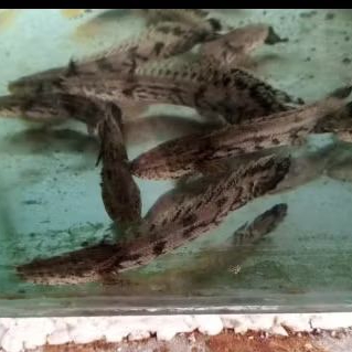 PALMAS ENDICERY UKURAN 8-10 CM