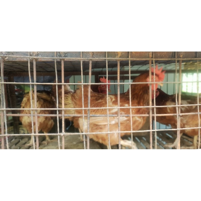 

Ayam Merah Potong Segar Berat 1.8-2 kg