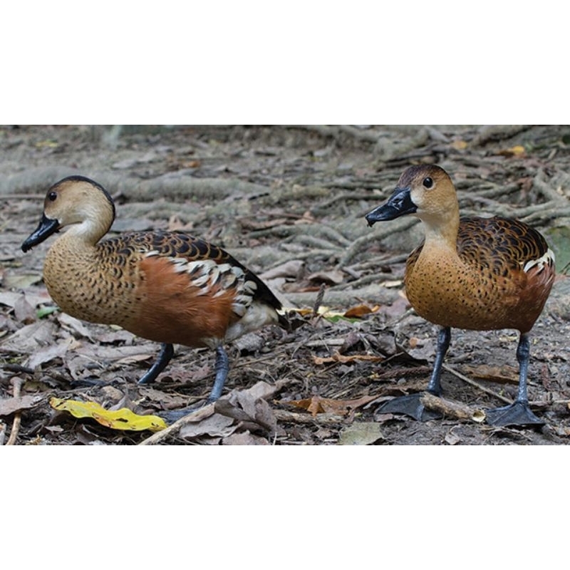 

TELUR BEBEK ATAU BELIBIS TERBANG TELUR FERTIL UNTUK DI TETASKAN DIJAMIN MENETAS