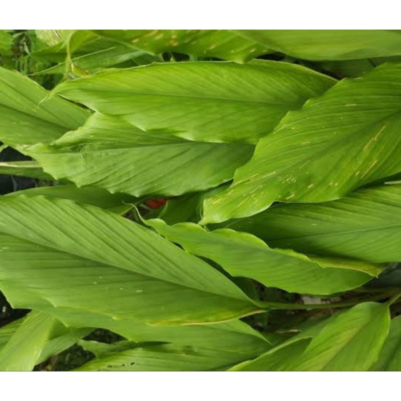 

daun kunyit 5 lembar