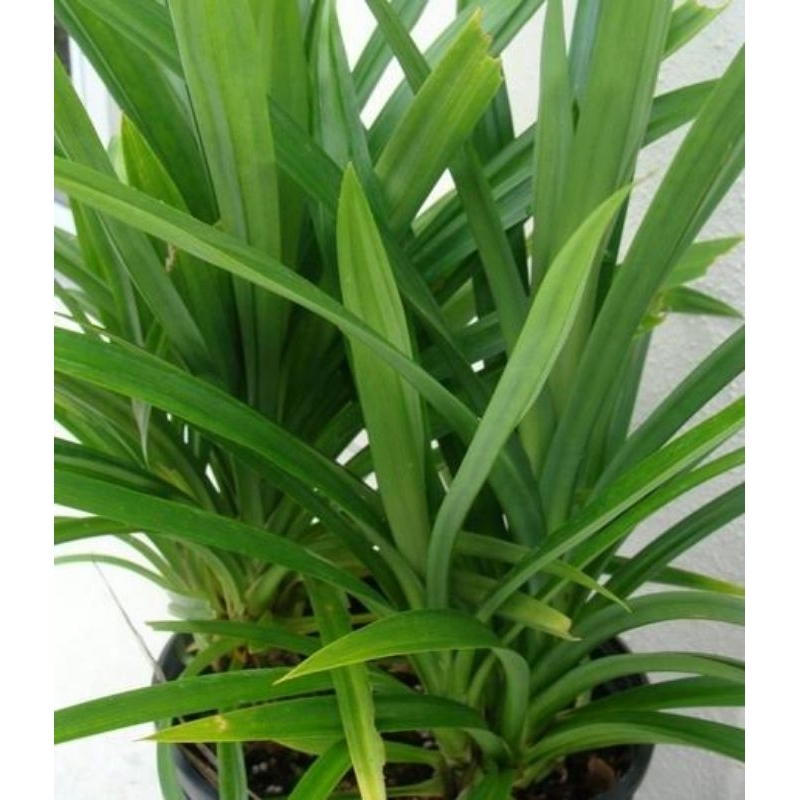 

DAUN PANDAN SEGAR BERKUALITAS
