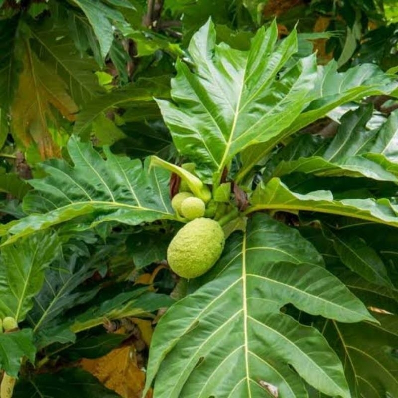 

DAUN SUKUN SEGAR BERKUALITAS