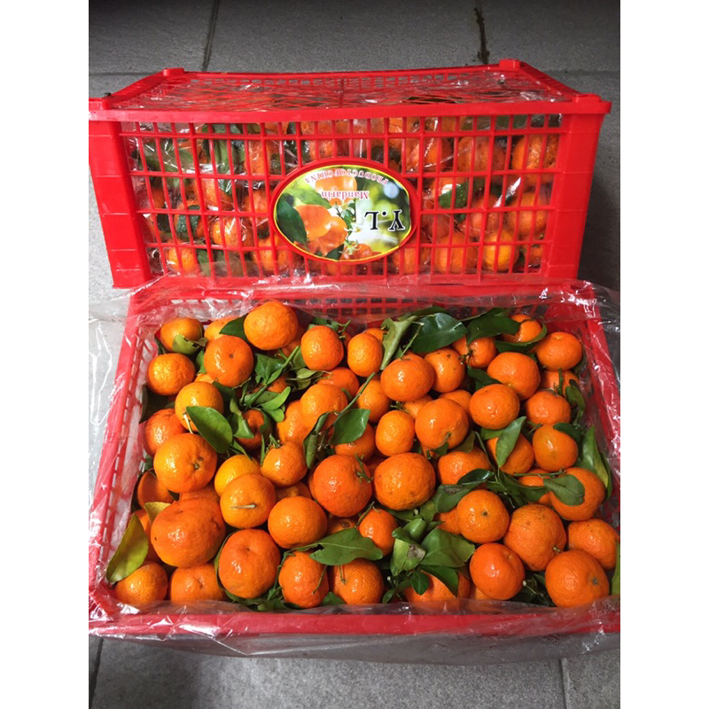 

Jeruk Shantang Tangerine (6 KG) Fresh Import