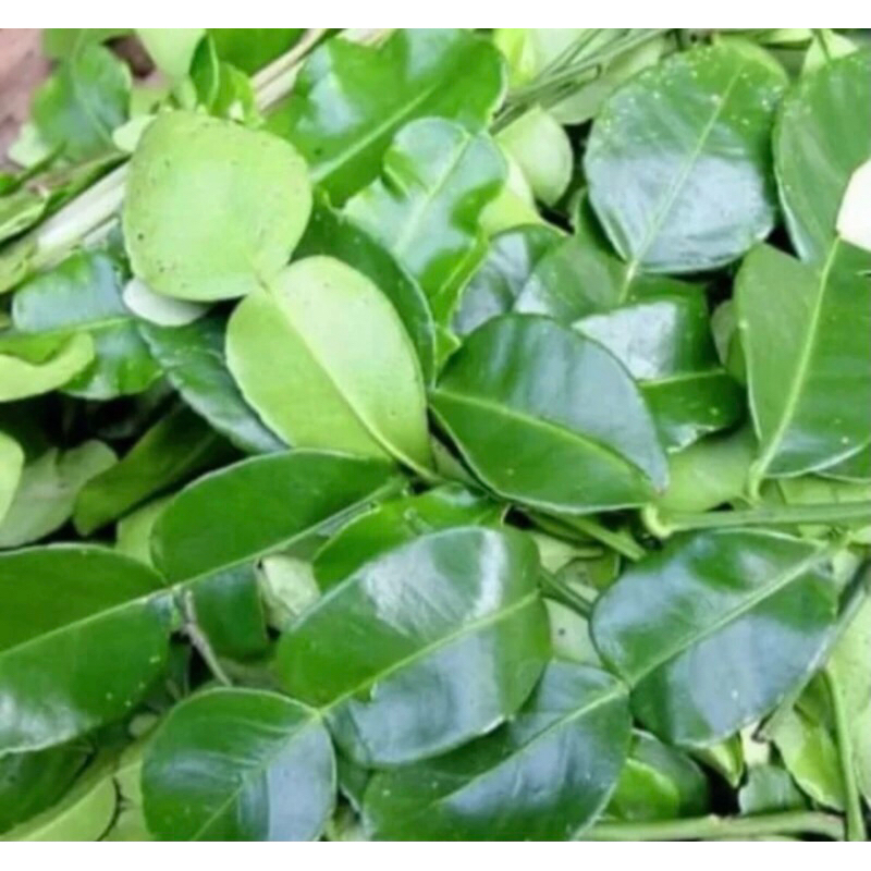 

Daun Jeruk Purut Fresh 1 KG