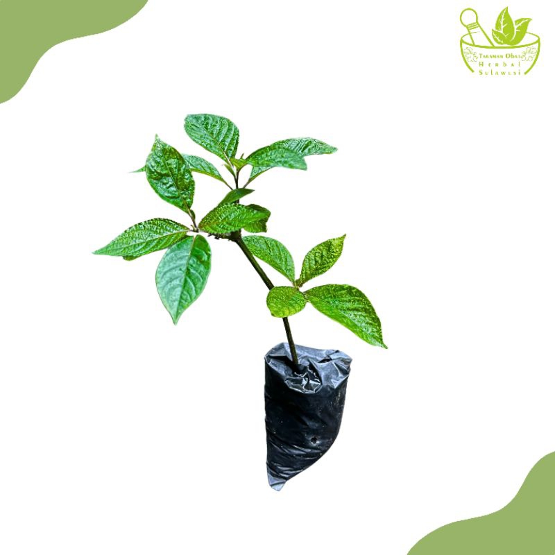 Tanaman Daun Keji Beling/Bibit Tanaman Keji Beling