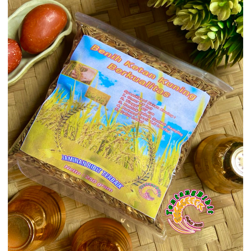 Benih ketan kuning / bibit padi ketan kuning ketan langka 250 gram