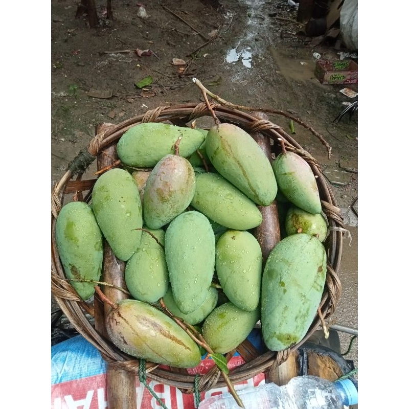 

MANGGA KIOJAY PER-GRAM TANPA BUMBU SAMBAL