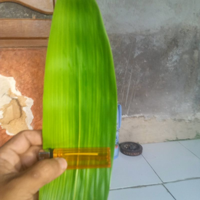 

50 lembar DAUN BAMBU BUNGKUS BACANG GUNCANG bakcang doclang kueh CINGCANG kueh bakcang dll fresh UKURAN 6-7SUPER