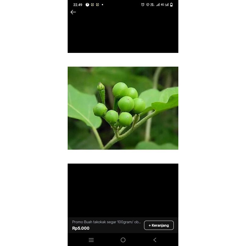 

New Promo buah takokak segar 100 gram/obat.herbal