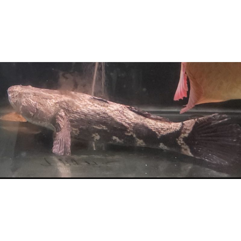 

Ikan malas betutu hidup 1 kg