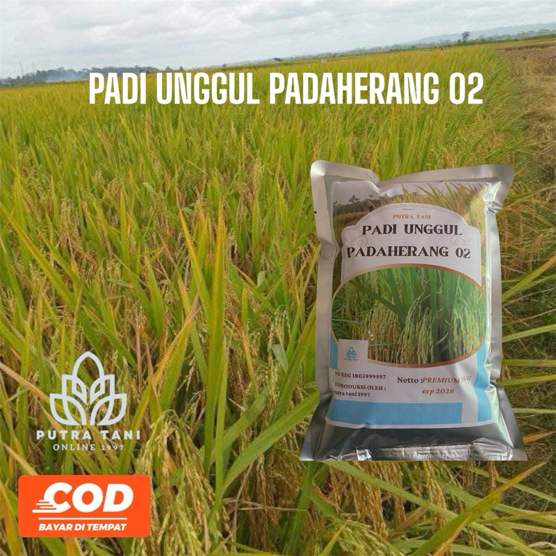 PADI UNGGUL PADAHERANG 02