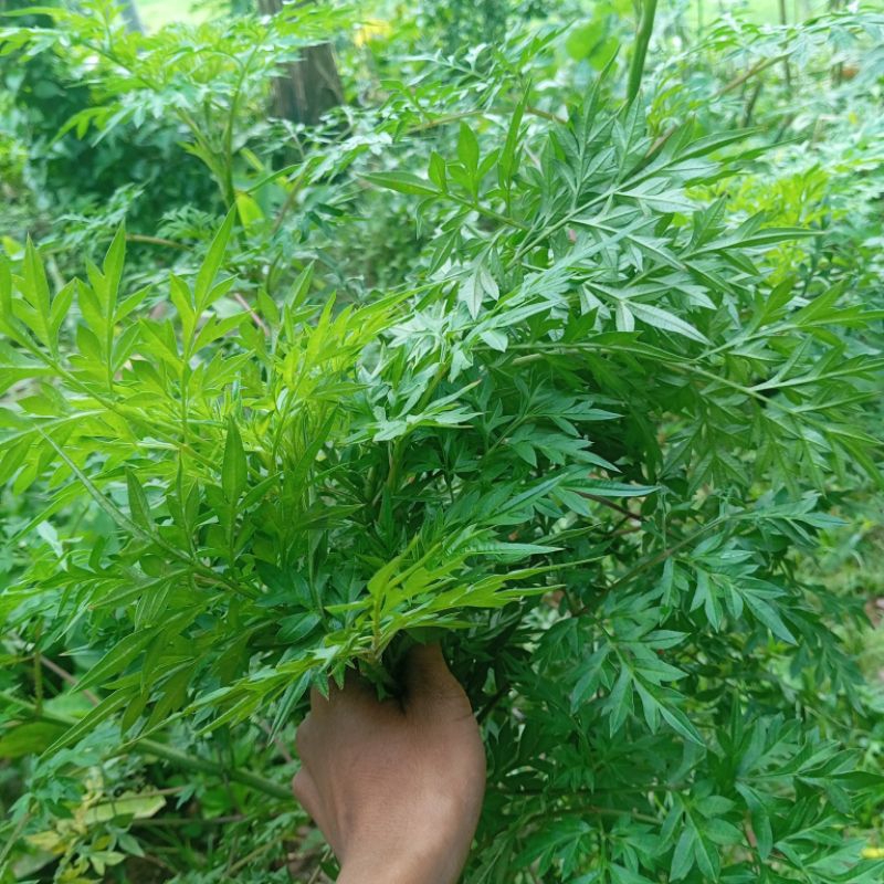 

Daun kenikir segar petik langsung 250 gram
