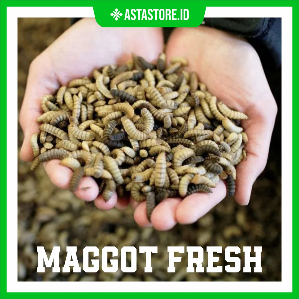 Maggot Fresh/Pakan Ternak Maggot