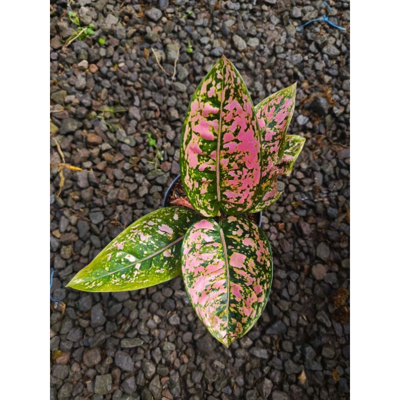 Aglonema Ruby Compacta