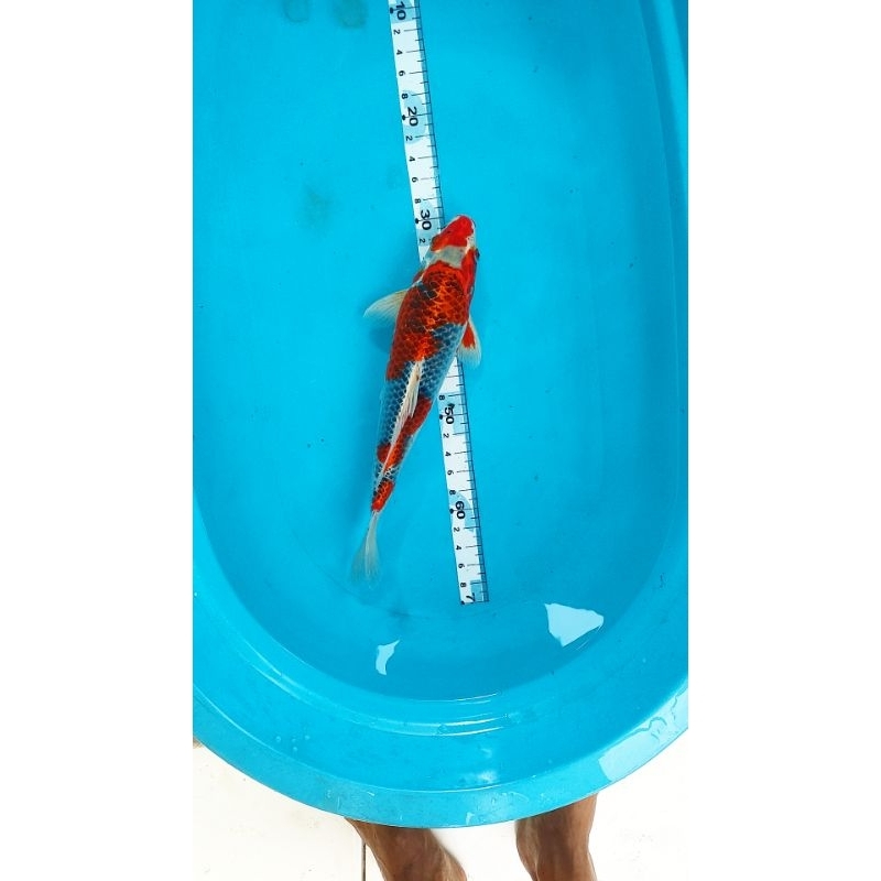 ikan koi blitar kujaku 42 cm