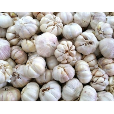

bawang putih / kesuna