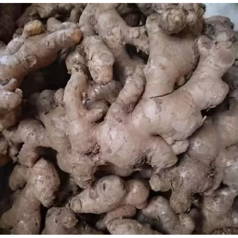 

JAHE GAJAH 1 KG