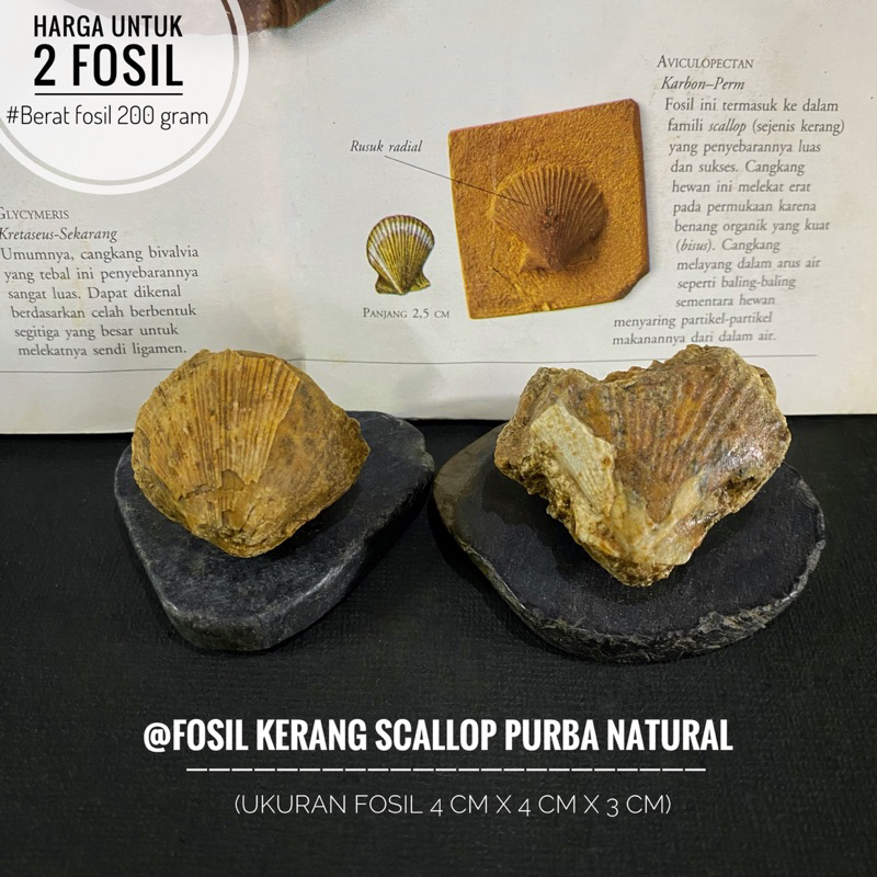 Fosil Kerang Scallop Purba Natural B31 atau Fosil Keong atau Fossil Shell atau Fosil Kijing atau Fos