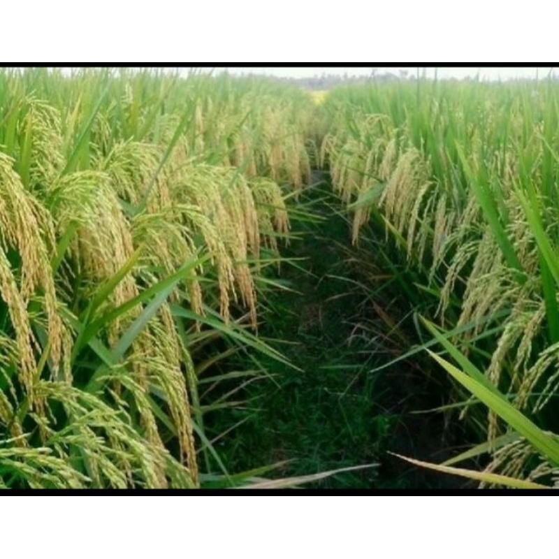 BENIH PADI CIHERANG JANGER 5kg unggul