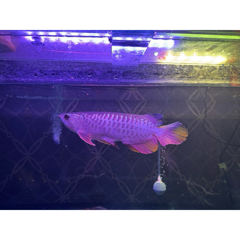 ikan arwana golden hb ukuran 30 cm