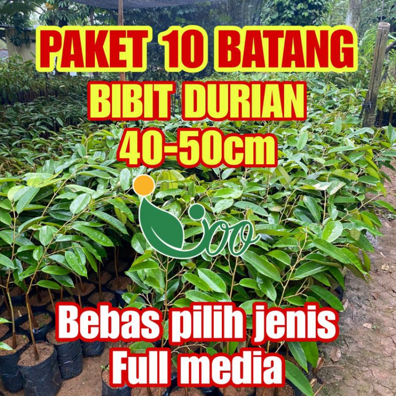 PAKET 10 BIBIT DURIAN BAWOR OCHE MUSANGKING. media tanah utuh berbuah cepat packing kayu