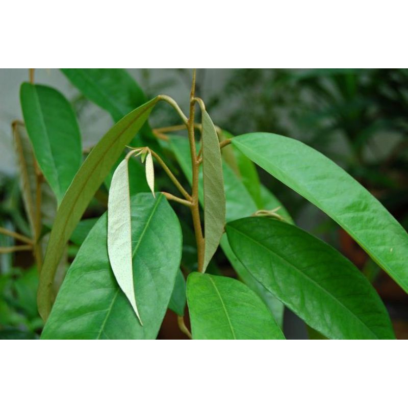 

DAUN DURIAN SEGAR