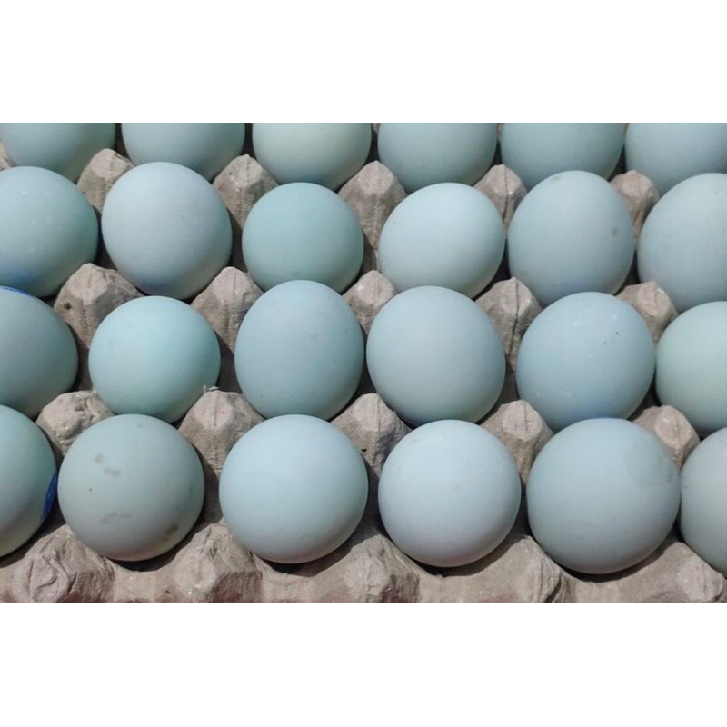 

Telur Bebek Hijau per butir