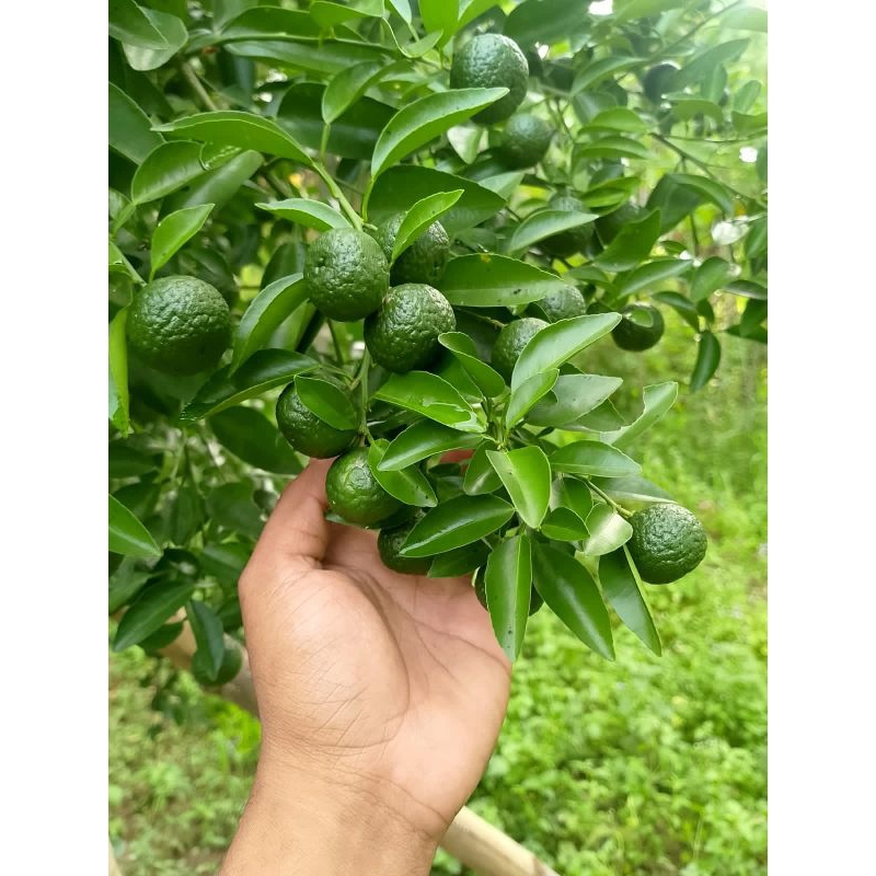 

1kg jeruk liamu limo