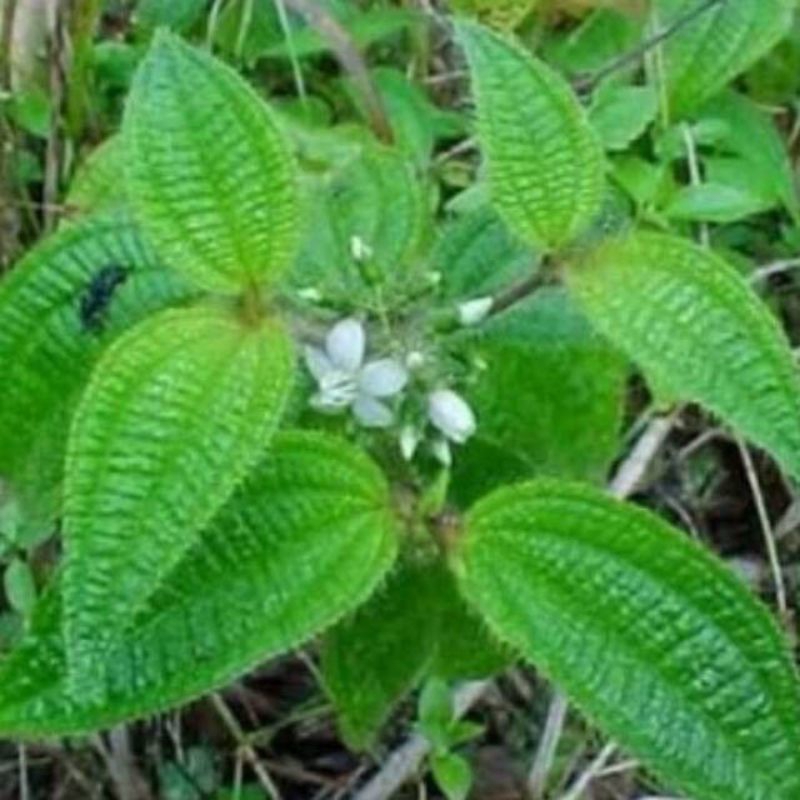 

jual daun harenong bulu segar siap petik setelah pemesanan