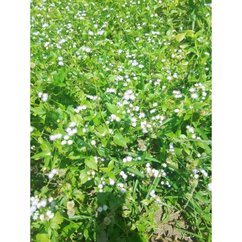 

Tanaman bandotan/tanaman herbal babadotan daun+pohon+akar/Dtail di deskripsi/100gram/Nur'falisha oll shopp