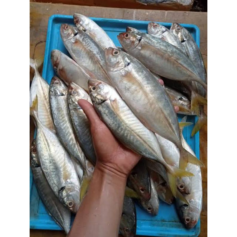 

ikan pasar pagi segar fresh/ ikan Kelarau 500gram