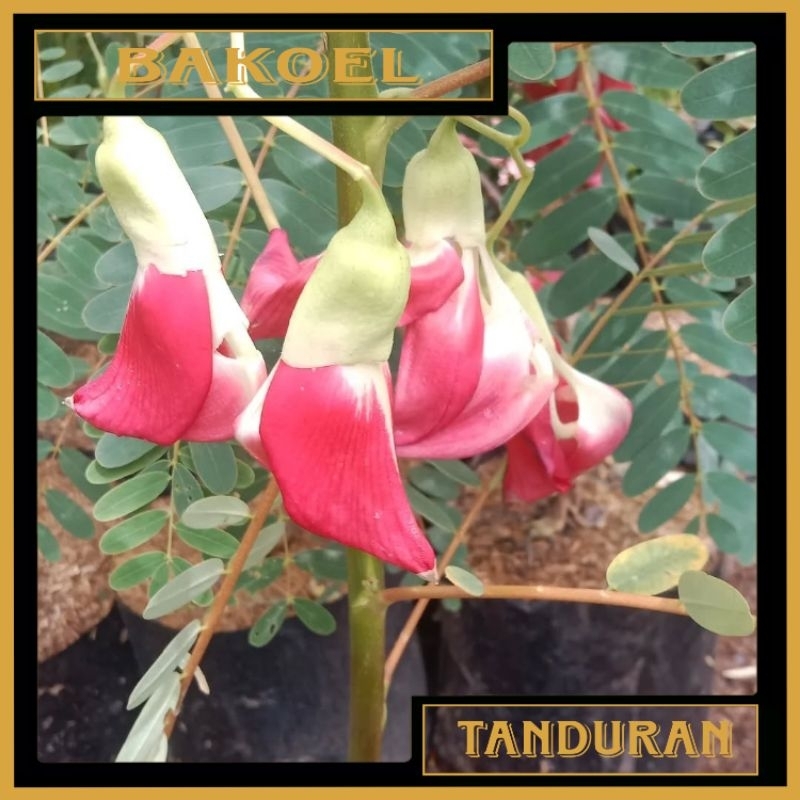 Tanaman Hias Turi Merah