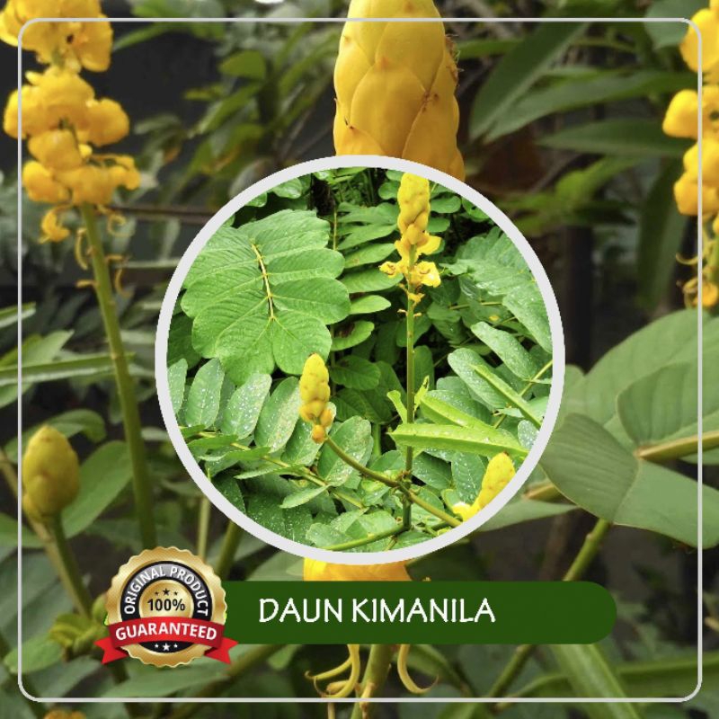 

Daun ketepeng/daun kimanila/daun ketepeng cina segar fresh dipetik dadakan obat herbal alami (100 Lembar)