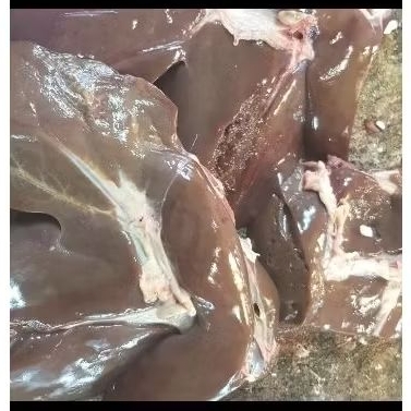 

Hati Kambing / Domba 500 gram dan 1000 gram
