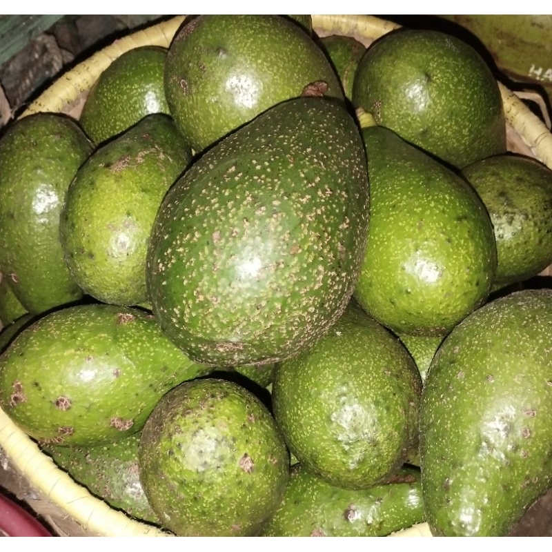 

alpukat mentega pulen